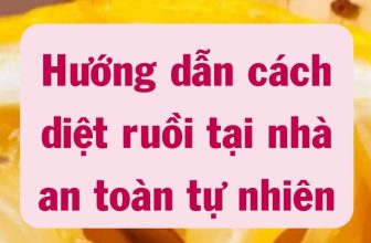 hướng dẫn cách diệt ruồi tại nhà an toàn tự nhiên